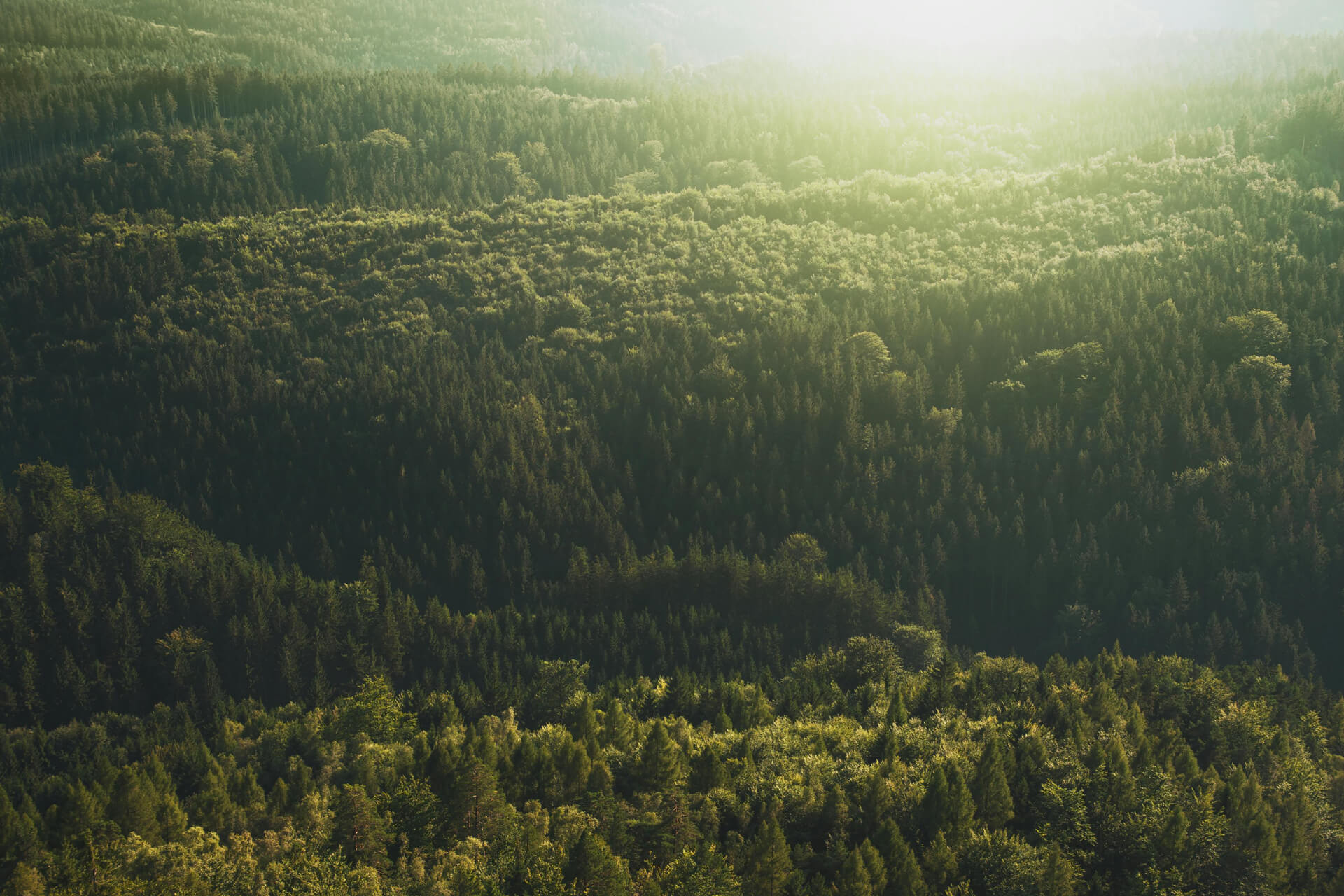 Foto di una foresta dall'alto